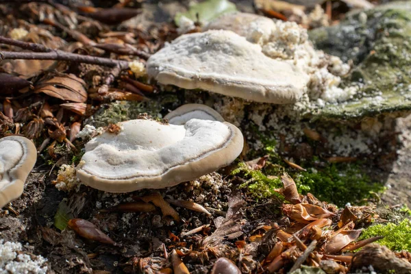 Vit Vedsvamp Svamp Som Kommer Trädstam Skogen — Stockfoto