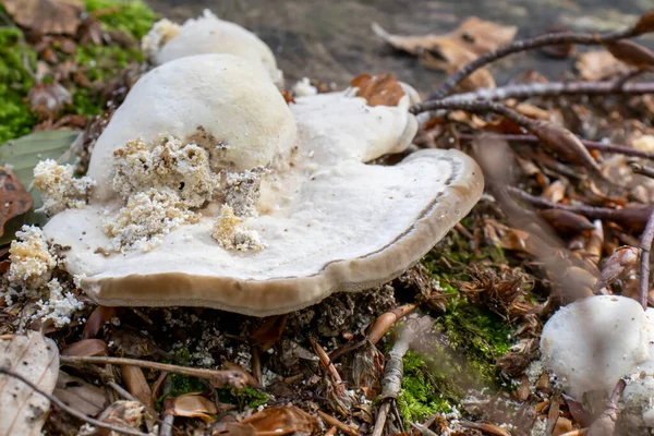 Cogumelo Lenhoso Branco Cogumelos Que Saem Tronco Árvore Floresta — Fotografia de Stock