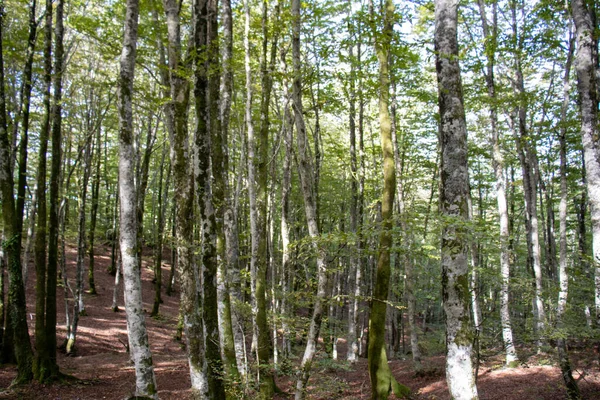 Bosque Haya Europeo Verde Alto Con Cielo Detrás —  Fotos de Stock