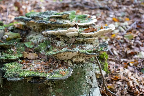 Cogumelo Lenhoso Branco Cogumelos Que Saem Tronco Árvore Floresta — Fotografia de Stock
