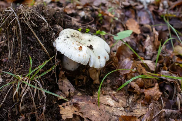 Vit Svamp Nära Håll Kommer Bland Bladen Mossa Och Grenar — Stockfoto