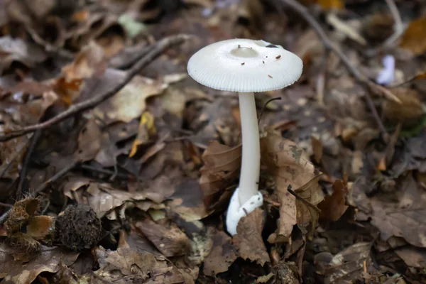 Champignon Blanc Gros Plan Sortant Parmi Les Feuilles Mousse Les — Photo