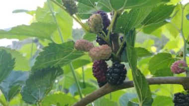 Güneşli bir günde yapraklarla ağaçta böğürtlen. Doğada meyveli böğürtlen toplamak. Yüksek kalite 4k video
