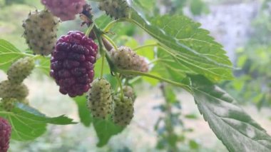 Güneşli bir günde yapraklarla ağaçta böğürtlen. Doğada meyveli böğürtlen toplamak. Yüksek kalite 4k video