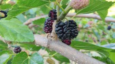 Güneşli bir günde yapraklarla ağaçta böğürtlen. Doğada meyveli böğürtlen toplamak. Yüksek kalite 4k video