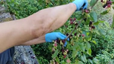Ağaçta böğürtlenler ve güneşli bir günde bir erkeğin elinden alınan yapraklar. Dut çilekleri doğada hasat edilir. Yüksek kalite 4k video
