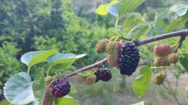 Güneşli bir günde yapraklarla ağaçta böğürtlen. Doğada meyveli böğürtlen toplamak. Yüksek kalite 4k video