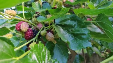 Güneşli bir günde yapraklarla ağaçta böğürtlen. Doğada meyveli böğürtlen toplamak. Yüksek kalite 4k video