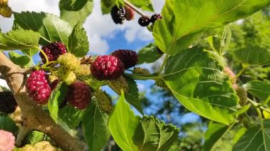 Güneşli bir günde yapraklarla ağaçta böğürtlen. Doğada meyveli böğürtlen toplamak. Yüksek kalite 4k video