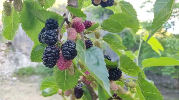 Blackberries on the tree with leaves in sunny day. Mulberry Fruit berries picking in nature. High quality 4k video — Stock Footage Blackberries Tree Leaves Sunny Day Mulberry Fruit Berries Picking Nature Stock Video