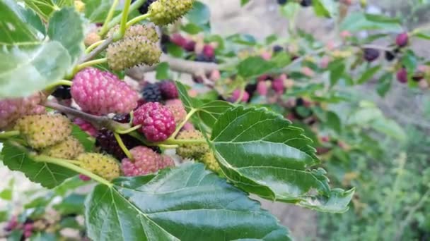 Braambessen Boom Met Bladeren Zonnige Dag Mulberry Fruit Berries Plukken — Stockvideo