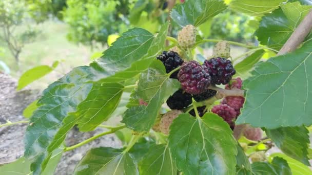 Blackberries on the tree with leaves in sunny day. Mulberry Fruit berries picking in nature. High quality 4k video — Stock Footage Blackberries Tree Leaves Sunny Day Mulberry Fruit Berries Picking Nature Stock Video