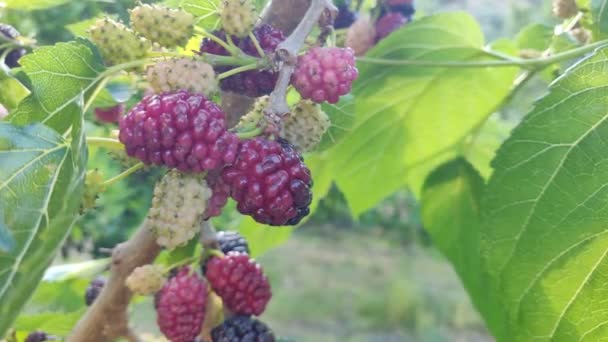 Amoras Árvore Com Folhas Dia Ensolarado Amoreira Frutas Colhendo Natureza — Vídeo de Stock