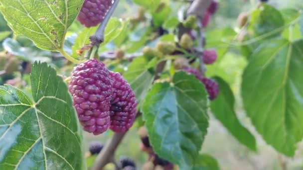 Blackberries on the tree with leaves in sunny day. Mulberry Fruit berries picking in nature. High quality 4k video — Stock Footage Blackberries Tree Leaves Sunny Day Mulberry Fruit Berries Picking Nature Stock Footage