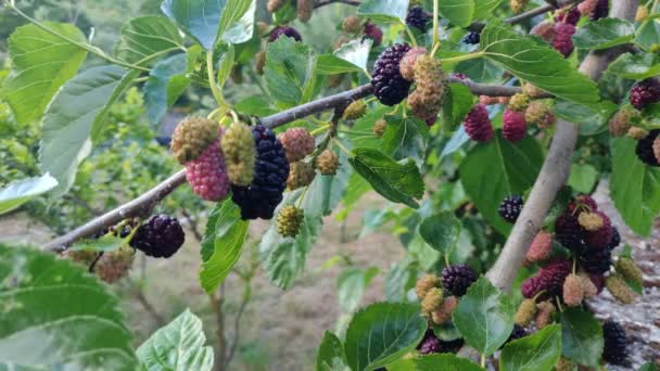 Blackberries on the tree with leaves in sunny day. Mulberry Fruit berries picking in nature. High quality 4k video — Stock Footage Blackberries Tree Leaves Sunny Day Mulberry Fruit Berries Picking Nature Royalty Free Stock Video