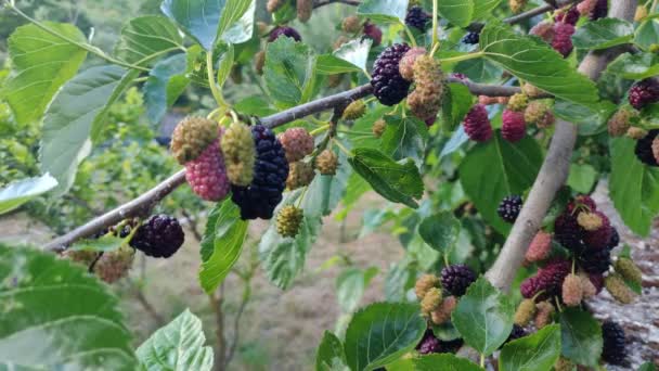 Braambessen Boom Met Bladeren Zonnige Dag Mulberry Fruit Berries Plukken — Stockvideo