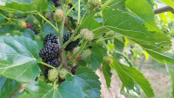 Brombeeren Baum Mit Blättern Sonnigen Tagen Maulbeerbeeren Pflücken Der Natur — Stockvideo