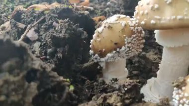 Kapak mantarı toprakta filizleniyor. Yenilebilir yabani beyaz mantara yakın çekim. Doğada yiyecek arıyorlar. Hd Video 4k Organik diyet.