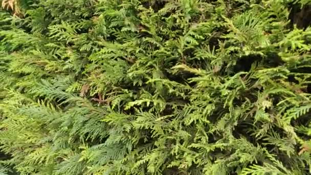 Fila Árvores Cipreste Sempre Verdes Fecham Parede Panela Sebes Jardim — Vídeo de Stock