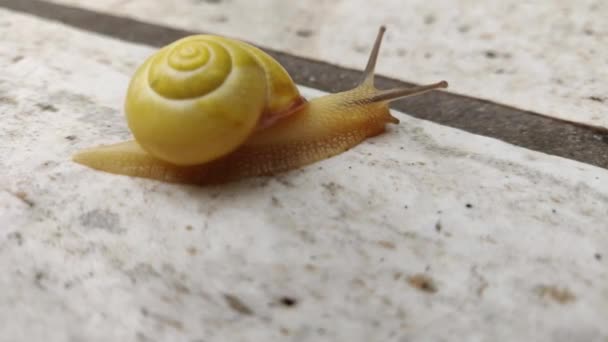 黄蜗牛靠在白色瓷砖上走着 近距离拍摄在高品质的4K 在冬季雨天出现的蜗牛 — 图库视频影像