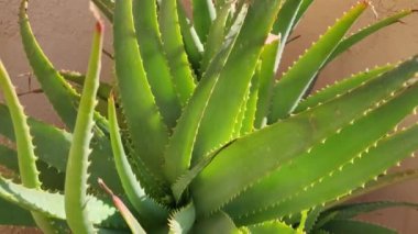 Aloe Vera renkli arkaplanlı terasta saksıdaydı. Aloe Vera bitkisi evdeki bir tencerede duruyor. Doğal organik yenileme kozmetikleri, alternatif tıp. Yiyecek, içecek, cilt bakımı. 4K video