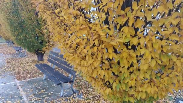 Sarı Yapraklı Ağaçlar Park Bankı Rüzgâr Yaprakları Sonbaharda Uçuruyordu Rüzgâr — Stok video
