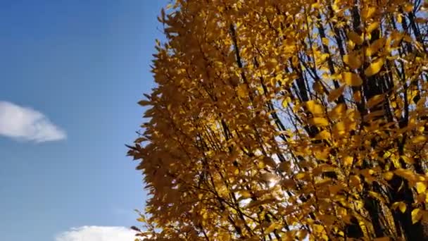 Albero Con Foglie Gialle Con Raggi Sole Dietro Belle Foglie — Video Stock