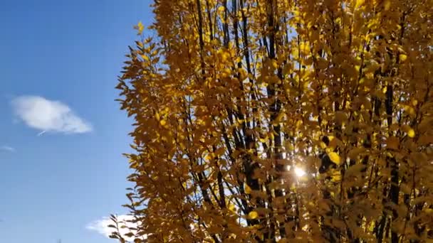 Boom Met Gele Bladeren Met Zonnestralen Achter Mooie Gele Herfstbladeren — Stockvideo