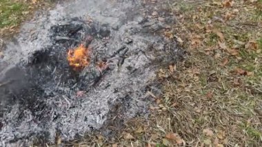 Dağlarda yanan közler, dallar ve yapraklar... Kırsal kesimde temiz arazi. Yanan zeytin odunu. Dağlarda, ağaçların arasında kızgın közler. Akşam vakti.