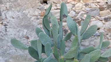 Armut dikenli kaktüs ve dağ arkası. Opuntia ficus-indica meyvesi yenebilir. Güzel yakın plan çekimdi. İtalya video 4K yüksek kalite