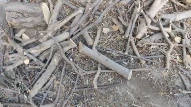 Düşmüş odun ve dallar. Yere atılan kütükler. Odun yığını. Şömineyi yakmak için dallar. odun topla