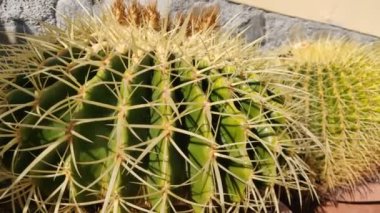 Goloden Echinopsis kaloklora kaktüsü taş duvarla kapatılmış. 4K Video. Çöl bitkisi. Tencerede küçük kaktüslerden oluşan sulu bir bitki. Çöl kirpisi kaktüsleri odaklanarak çok yakın çekim yaparlar..