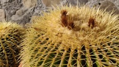 Goloden Echinopsis kaloklora kaktüsü taş duvarla kapatılmış. 4K Video. Çöl bitkisi. Tencerede küçük kaktüslerden oluşan sulu bir bitki. Çöl kirpisi kaktüsleri odaklanarak çok yakın çekim yaparlar..