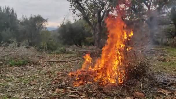 Grande Fuoco Montagna Rami Foglie Che Bruciano Terreno Pulito Campagna — Video Stock