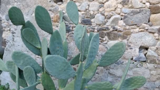 Prickly Peer Cactus Met Berg Achter Opuntia Ficus Indica Fruit — Stockvideo