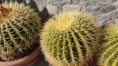 Goloden Echinopsis kaloklora kaktüsü taş duvarla kapatılmış. 4K Video. Çöl bitkisi. Tencerede küçük kaktüslerden oluşan sulu bir bitki. Çöl kirpisi kaktüsleri odaklanarak çok yakın çekim yaparlar..