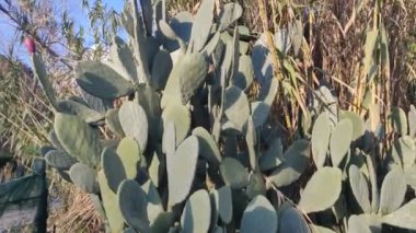 Armut dikenli kaktüs ve dağ arkası. Opuntia ficus-indica meyvesi yenebilir. Güzel yakın plan çekimdi. İtalya video 4K yüksek kalite