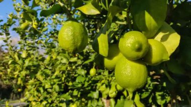 Yeşil limonları vurarak ağaca yaklaştık..