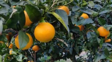 Ağaçta yaprakları olan portakallar. Ağaçta sallanan olgun portakal meyvesi. Turunçgil tarlasında olgun ve sulu portakal. Rüzgar yaprakları ve meyveleri sallıyor. Portakal. Video 4k yüksek kalite