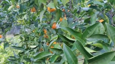 Adam ağaçtan portakal toplar, meyve toplar. Ağaçta sallanan olgun portakal meyvesi. Turunçgil tarlasında olgun ve sulu portakal. Rüzgar yaprakları ve meyveleri sallıyor. Portakal. Video 4k yüksek kalite