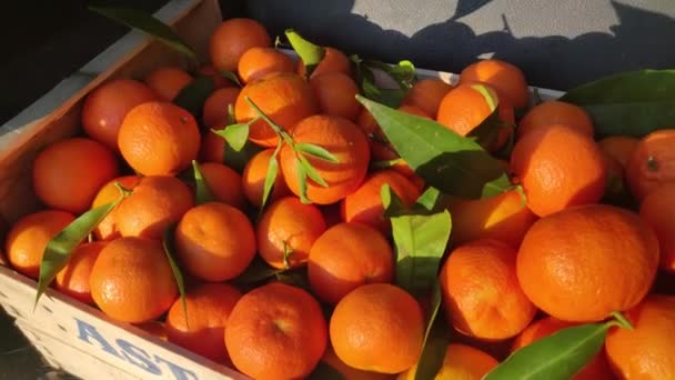 Mandarin Wooden Crate Box Fruit Close Ripe Orange Fruit Hanging — Stock Video