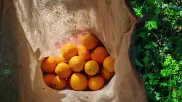 Mano Poniendo Naranjas Saco Iluminado Por Sol Hombre Recoge Naranjas — Vídeo de stock