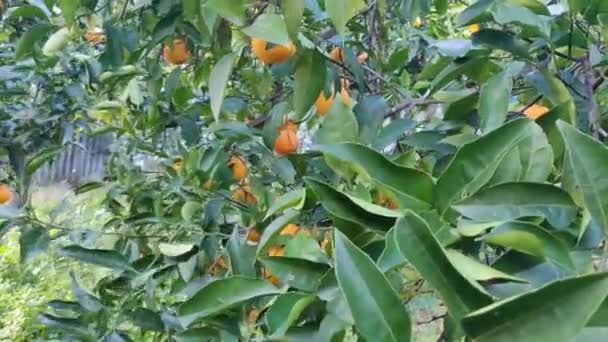 男は木からオレンジを拾い 果物を取る 木にぶら下がっているオレンジ色の果実を熟す 柑橘系の果樹園で熟すとジューシーなオレンジ 風が葉や果物を振っている オレンジだ ビデオ4K高品質 — ストック動画