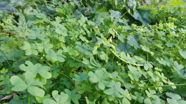 Clovers Clovers Leaves Moved Wind Lucky Meadow Four Leaf Clover — Stock Video
