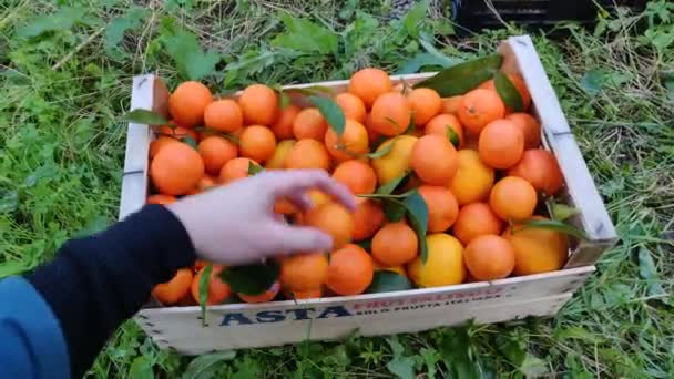 手は果物と箱を閉じ木製の箱にみかんを入れて 男はみかんを拾い 果物を取る 収穫だ 柑橘系の果樹園のオレンジ オレンジだ ビデオ4K高品質 — ストック動画
