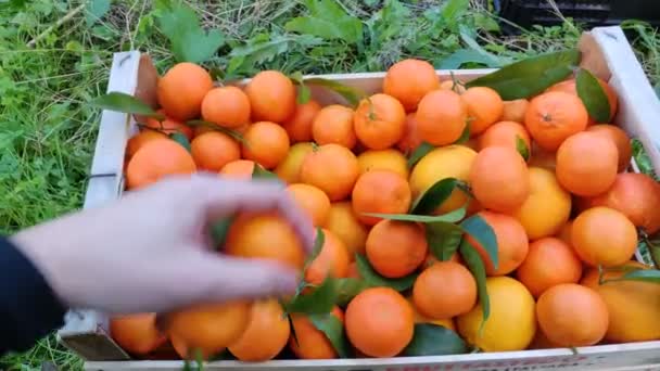 Mano Poner Mandarina Una Caja Madera Cerrar Caja Con Fruta — Vídeos de Stock