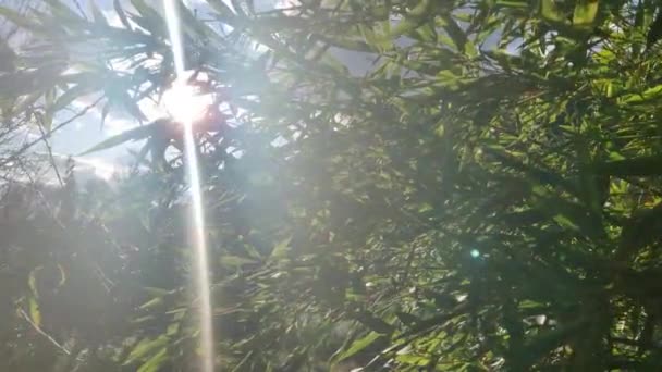 Laski Bambusowe Wychodzą Bliska Słońcem Sobą Bambusowy Las Który Dorasta — Wideo stockowe