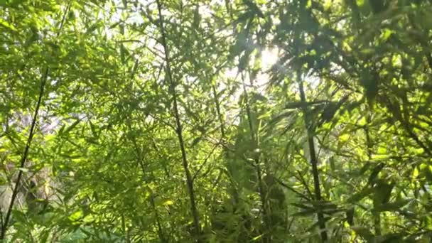 Cañas Bambú Hojas Cerca Con Sol Detrás Bosque Bambú Que — Vídeo de stock