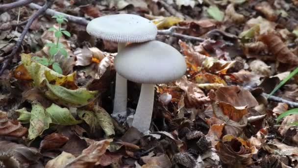 주름버섯이 돋아나고 있습니다 흰색의 선택먹을 수있는 버섯을 클로즈업 합니다 자연의 — 비디오