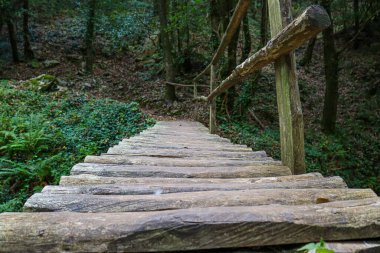 Ağaçlarla ve patikalı nehirlerle dolu ormanda ahşap köprü.